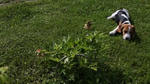Beagle puppy Stock Footage 109424245