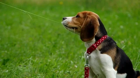 Beagle puppy on green grass Stock Footage 79168641