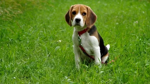 Beagle puppy on green grass Stock Footage 79169264