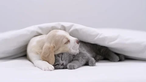 Beagle puppy hugs tiny kitten under a white blanket on a bed at home 스톡 동영상 220602167