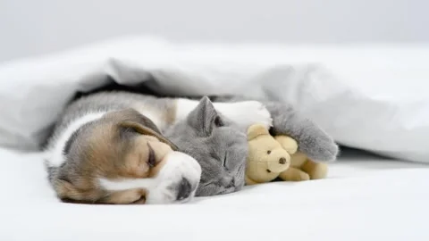Beagle puppy hugs tiny kitten. Pets sleep together on a bed with toy bear Stock Footage 255826004
