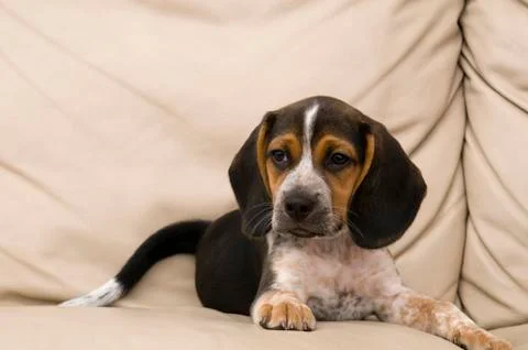Beagle Puppy Stock Photos