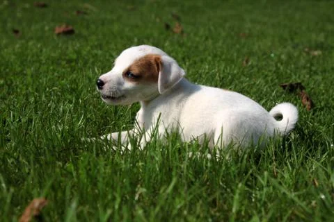 Beagle puppy Stock Photos