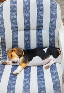 Beagle Puppy Stock Photos