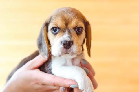 Beagle puppy Stock Photos
