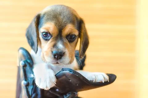 Beagle puppy Stock Photos