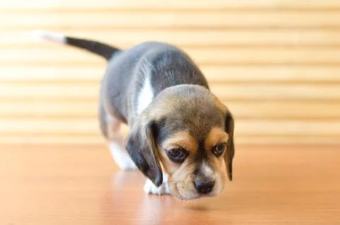 Beagle puppy Stock Photos