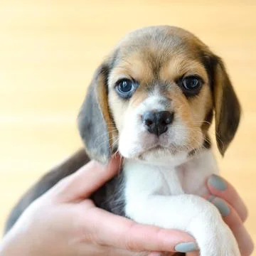Beagle puppy Stock Photos