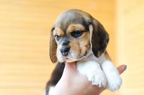 Beagle puppy Stock Photos