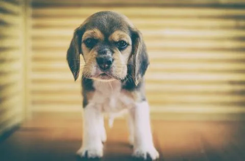 Beagle puppy Stock Photos