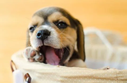 Beagle puppy Stock Photos