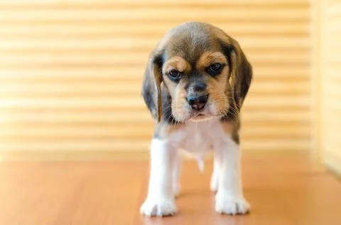 Beagle puppy Stock Photos