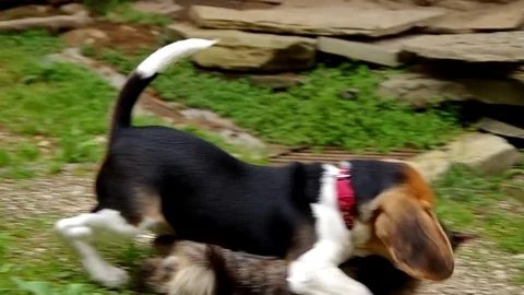 Beagle puppy is playing with a cat Stock Footage 79168979