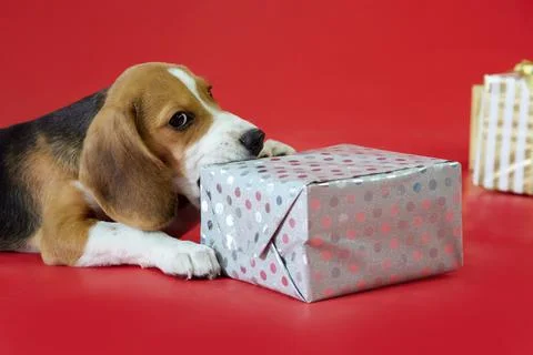 Beagle puppy on a red background opens a gift with its fangs looking at camera Stock Photos