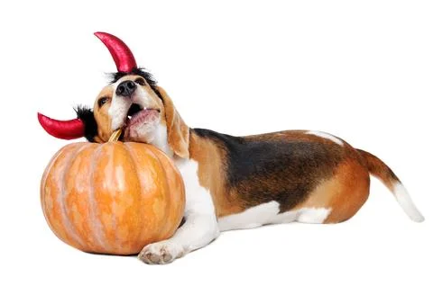 Beagle puppy wearing halloween devil horns trying to eat pumpkin looking up Stock Photos