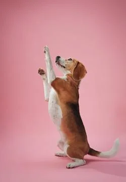 Beagle reaching forward on hind legs on pink background Stock Photos