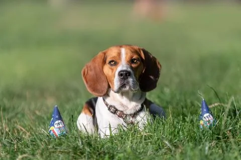 Beagle relaxing on grass with party hat Stock Photos