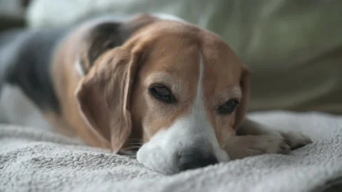 Beagle relaxing in the sofa. Stock Footage 157293587
