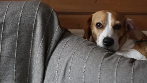 Beagle resting on sofa. Stock Footage 136660858
