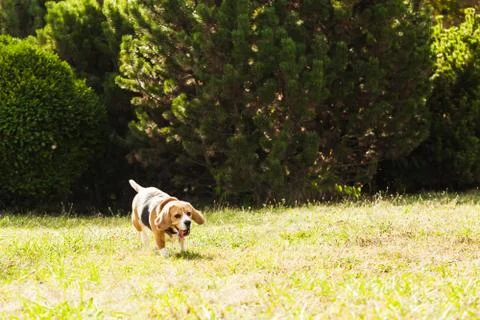 Beagle is running Stock Photos