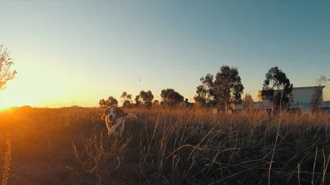 Beagle, running slow motion, Sunset Stock Footage 95833021