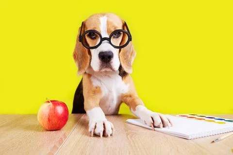 Beagle at a school desk Stock Photos