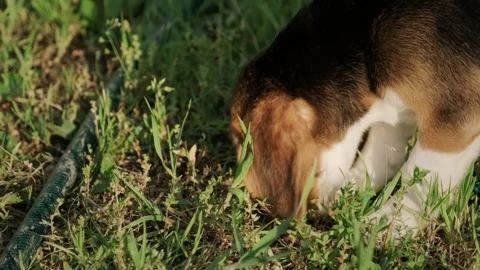 Beagle searching in green grass during sunny day Stock Footage 318550652