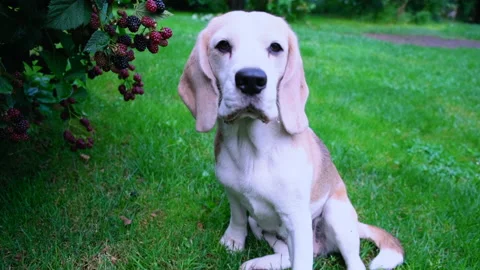 The beagle sits on the grass in the yard and Stock Footage 202593098