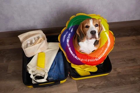 Beagle sitting inside an open suitcase wearing a colorful inflatable swim r.. Stock Photos