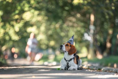 Beagle sitting on park pathway Stock Photos