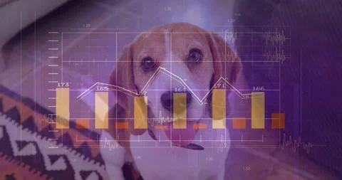 Beagle sitting on woven rug facing lens as data graphics fading in animating Stock Footage 333904908