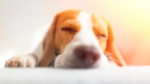 Beagle sleep on sofa in bright room. Stock Photos