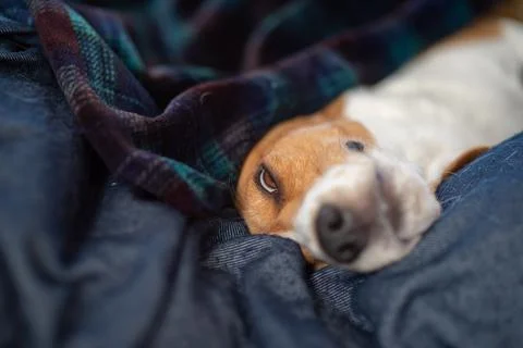 A beagle is sleeping on a bed Stock Photos