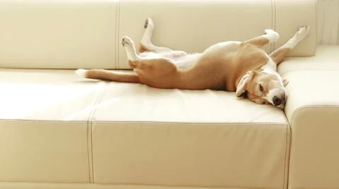 Beagle sleeping on the couch and twirls with his tail when notices somebody Video stock 57990952