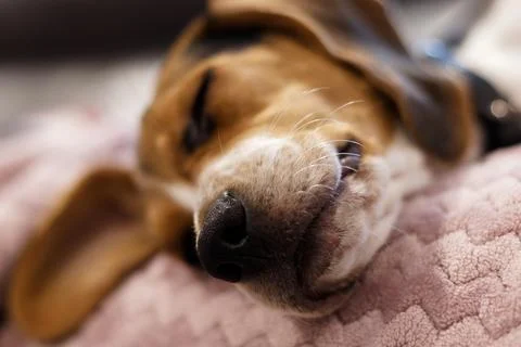 Beagle sleeping with its head on the sofa edge Stock Photos