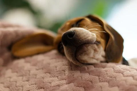 Beagle sleeping on sofa edge Stock Photos