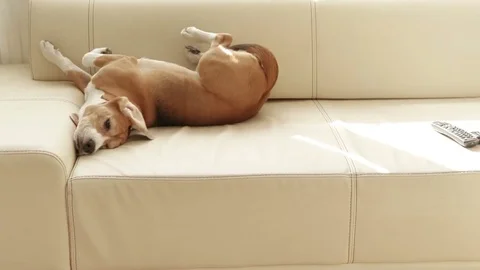 Beagle sleeps on the couch lying on his back Stock Footage 82920355