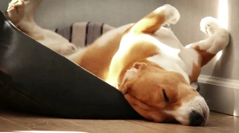 Beagle sleeps in a funny pose lying on its back 스톡 동영상 58781080