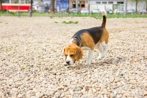 Beagle sniffing Stock Photos