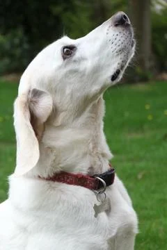 Beagle sniffs the air for a scent 写真素材