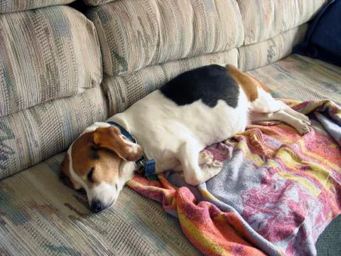 Beagle Snooze Stock Photos