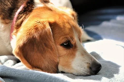 Beagle snoozing in the sun Stock Photos