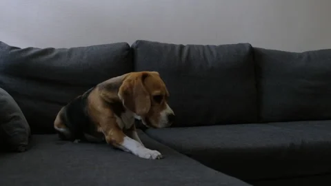 Beagle on the sofa Stock Footage 196108543