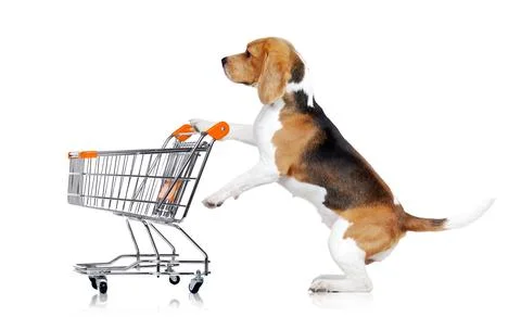 Beagle standing on hind legs in a studio holding shopping cart Stock Photos