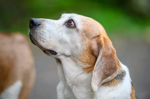 The beagle stood there staring unblinkingly ahead of him. Stock Photos