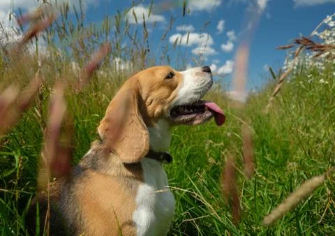 Beagle on a summer walk Stock Photos