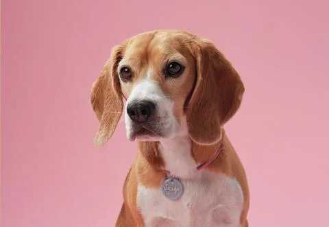 Beagle with tag on pink studio background 库存照片