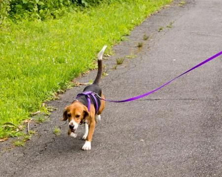 A beagle taking a walk 写真素材