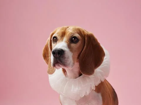Beagle with thoughtful expression on pink background Stock Photos