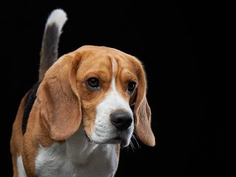 Beagle Tilting Head in Dramatic Studio Light Stock Photos